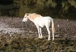 Salt River Wild Horses 20211104 009