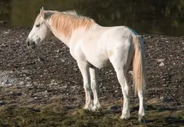 Salt River Wild Horses 20211104 010