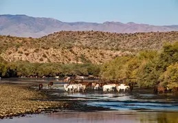 Salt River Wild Horses 20211104 014