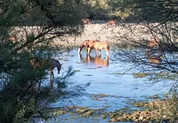 Salt River Wild Horses 20211104 017
