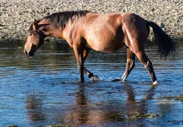 Salt River Wild Horses 20211104 023