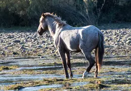Salt River Wild Horses 20211104 025