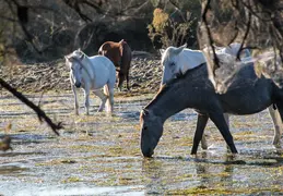 Salt River Wild Horses 20211104 026