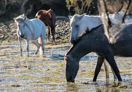 Salt River Wild Horses 20211104 027