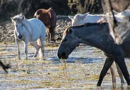 Salt River Wild Horses 20211104 028