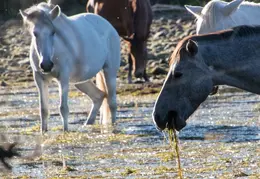Salt River Wild Horses 20211104 029
