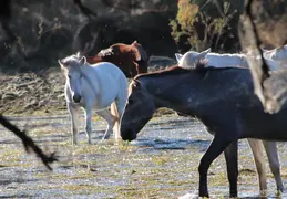 Salt River Wild Horses 20211104 030