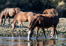 Salt River Wild Horses 20211104 031