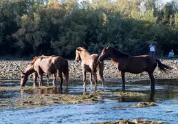 Salt River Wild Horses 20211104 034
