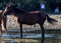 Salt River Wild Horses 20211104 035