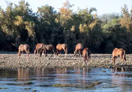 Salt River Wild Horses 20211104 037