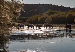 Salt River Wild Horses 20211104 041
