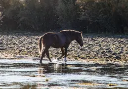 Salt River Wild Horses 20211104 042