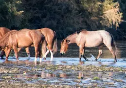Salt River Wild Horses 20211104 043