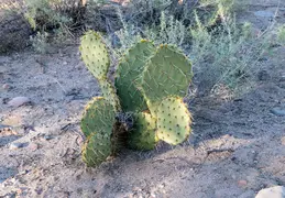Salt River Wild Horses 20211104 045