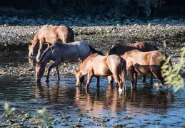 Salt River Wild Horses 20211104 046