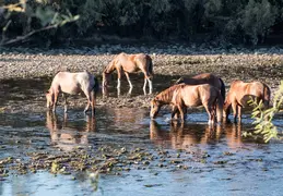 Salt River Wild Horses 20211104 047