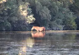 Salt River Wild Horses 20211104 048