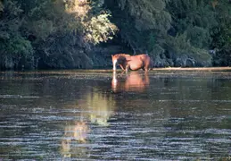 Salt River Wild Horses 20211104 049