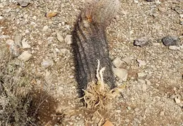 San Tan Hike 20220809 03