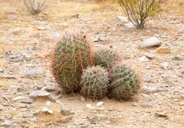 San Tan Mountain Gold Mine Trail 20211123 006