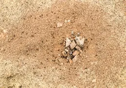 San Tan Mountain Gold Mine Trail 20211123 014