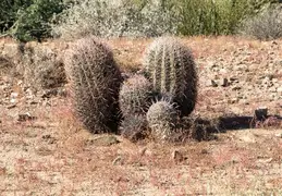 San Tan Mountain Regional Park 17