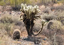 San Tan Mountain Regional Park 25