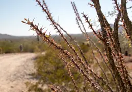 San Tan Mountain Regional Park 33