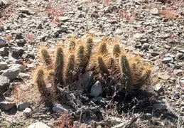 San Tan Mountain Regional Park 34