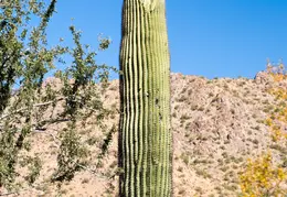 San Tan Mountain Regional Park 45