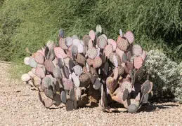 Chandler Veterans Oasis Park 20211017 27