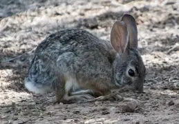 Chandler Veterans Oasis Park 20211017 29