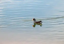 Chandler Veterans Oasis Park 20211017 31