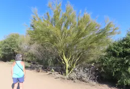 Veterans Oasis Memorial Park Chandler 20220123 07