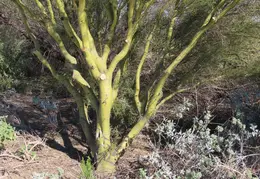 Veterans Oasis Memorial Park Chandler 20220123 08
