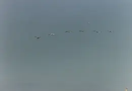 SF Fleet Week 1988 009