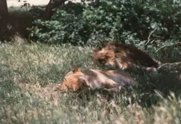 Ashland Trip 1981 005