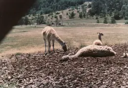 Ashland Trip 1981 012
