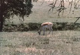 Ashland Trip 1981 019