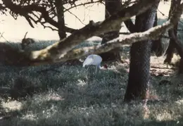 Ashland Trip 1981 021