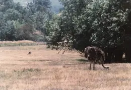 Ashland Trip 1981 022