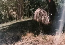 Ashland Trip 1981 023