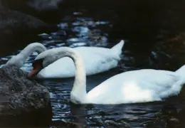 Shakespeare Festival 1981 005