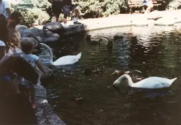 Shakespeare Festival 1981 006