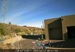 Trail Cam Pic 20231211 04
