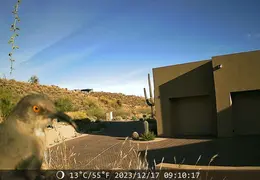 Trail Cam Pic 20231216 04