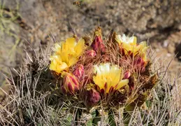 Adero Canyon 20220708 12