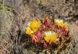 Adero Canyon 20220708 13