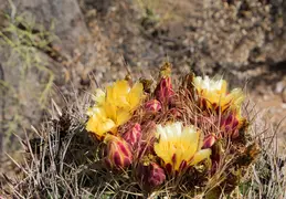 Adero Canyon 20220708 14